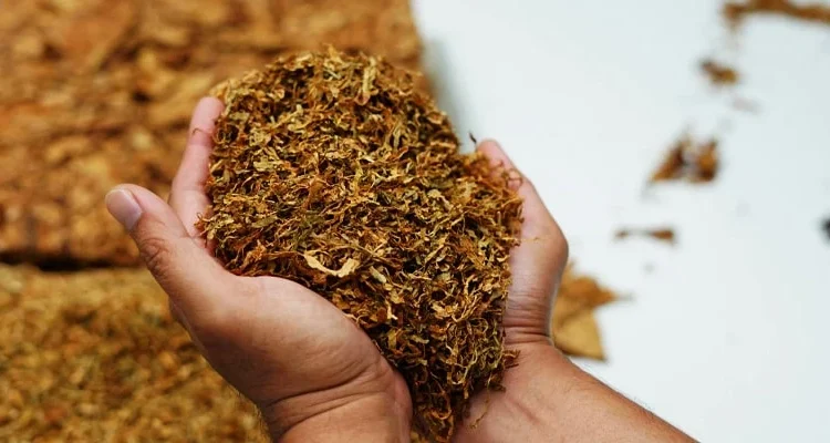 Ферментированный табак для гильз и самокруток разных марок - фото № 4