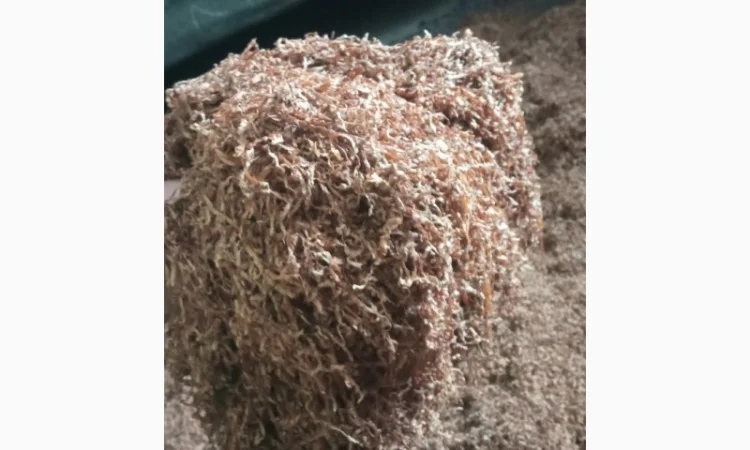 Табак Парламент – высококачественный и готовый к употреблению - фото № 4