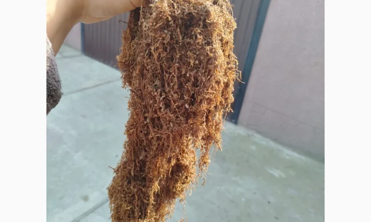 Продаж тютюну різних сортів - фото № 2