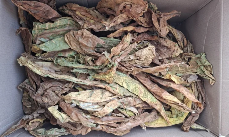 Продам лист тютюну - фото № 1