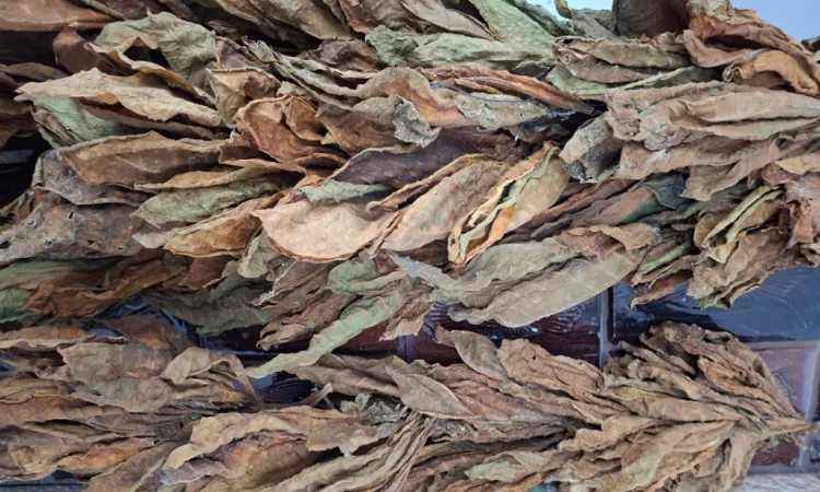 Продам лист тютюну - фото № 2