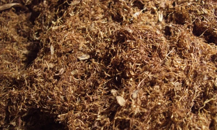 Продается качественный табак МАХОРКА (Самосад) - фото № 3