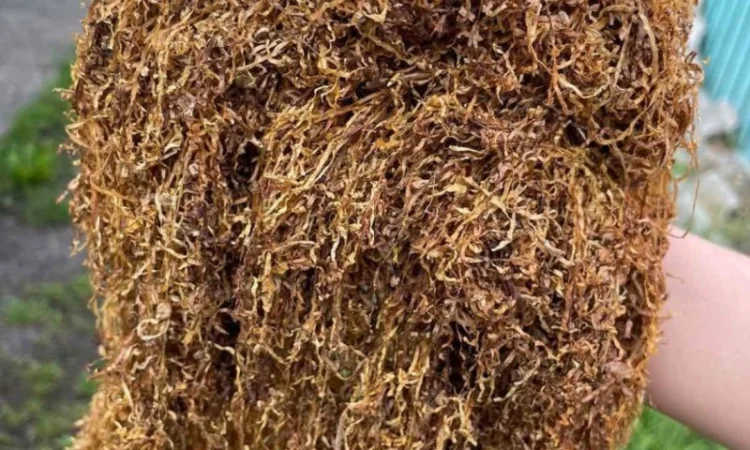 Табак з насиченим смаком та ароматом - фото № 3