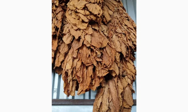 Продажа сортового листа тютюна - фото № 1