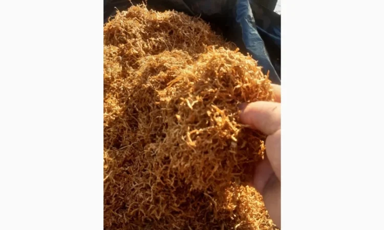 Продается домашний табак сорта Вирджиния голд - фото № 1