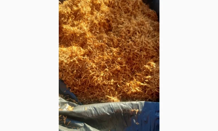 Продается домашний табак сорта Вирджиния голд - фото № 2