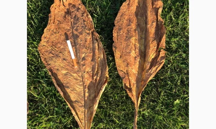 Продається табак для гільз та самокруток - фото № 13