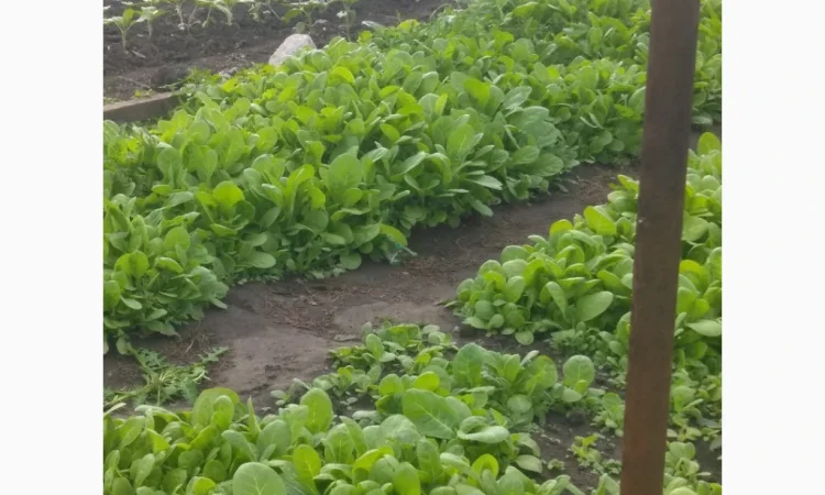 Розсада тютюну Вирджинія, Берлі, Мілленіум у продажу - фото № 1