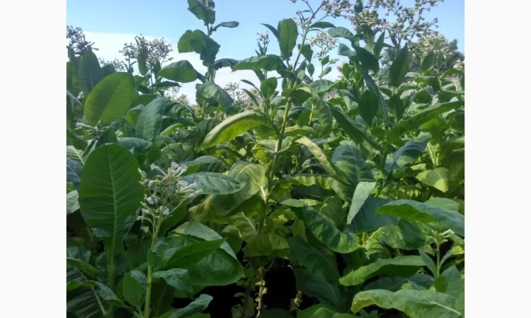 Розсада тютюну Вирджинія, Берлі, Мілленіум у продажу - фото № 3