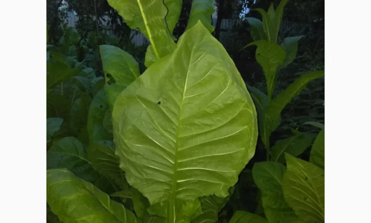 Розсада тютюну Вирджинія, Берлі, Мілленіум у продажу - фото № 4