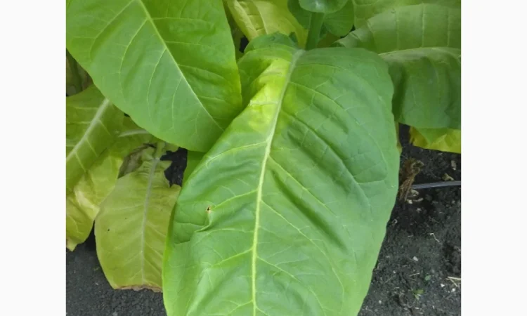 Розсада тютюну Вирджинія, Берлі, Мілленіум у продажу - фото № 5