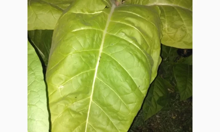 Розсада тютюну Вирджинія, Берлі, Мілленіум у продажу - фото № 6