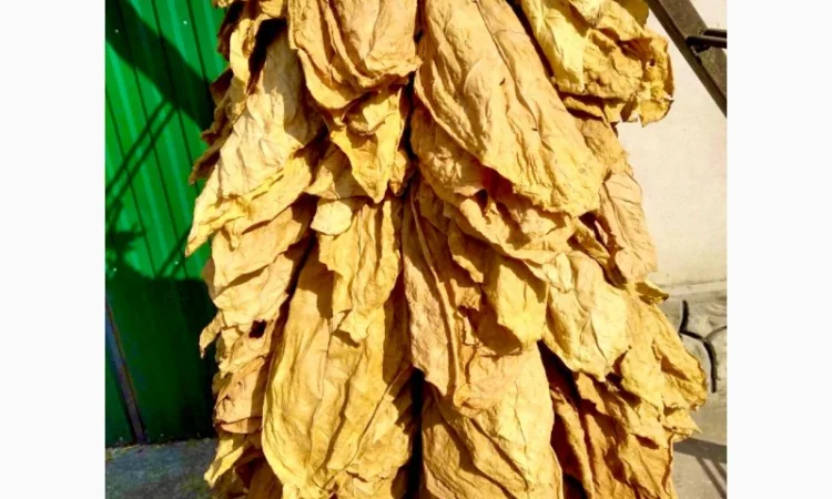 Табак найвищої якості з Герцеговини - фото № 4