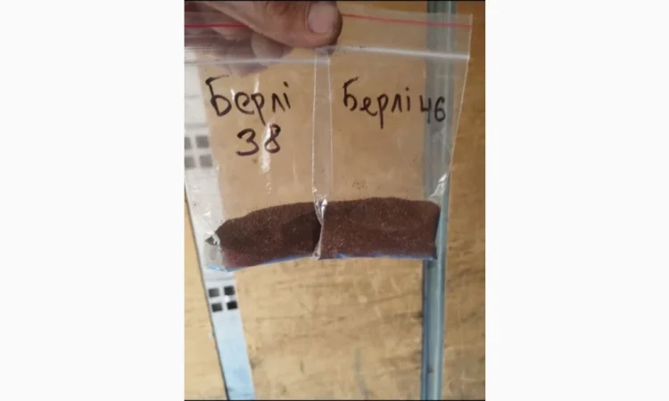 Насіння тютюну Берлі 38 і Берлі 46 в наличии - фото № 1