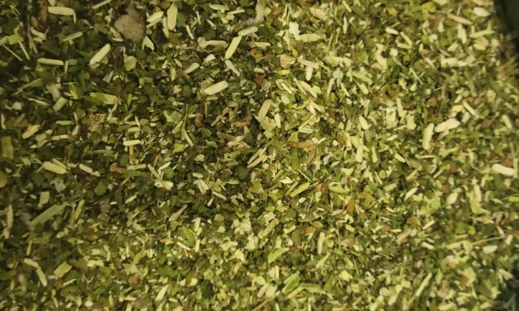 Продажа качественной зелёной махорки - фото № 1