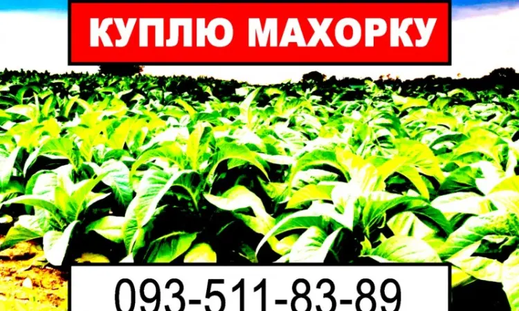 Махорка - фото № 1