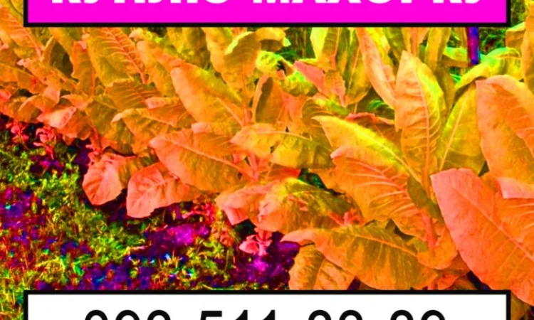 Закупка махорки и тютюна - фото № 1