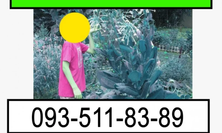 Закупка махорки и её остатков - фото № 1