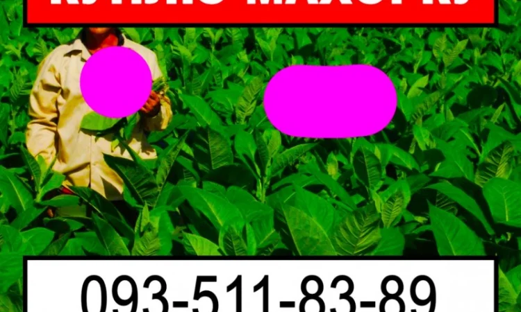 Куплю махорку для личного использования - фото № 1