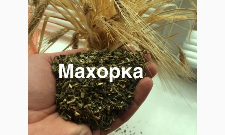 МАХОРКА - САМОСАД от дедушки и внука - фото № 1