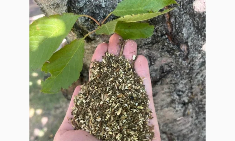 Традиционная самосадная махорка: настоящий украинский продукт - фото № 1