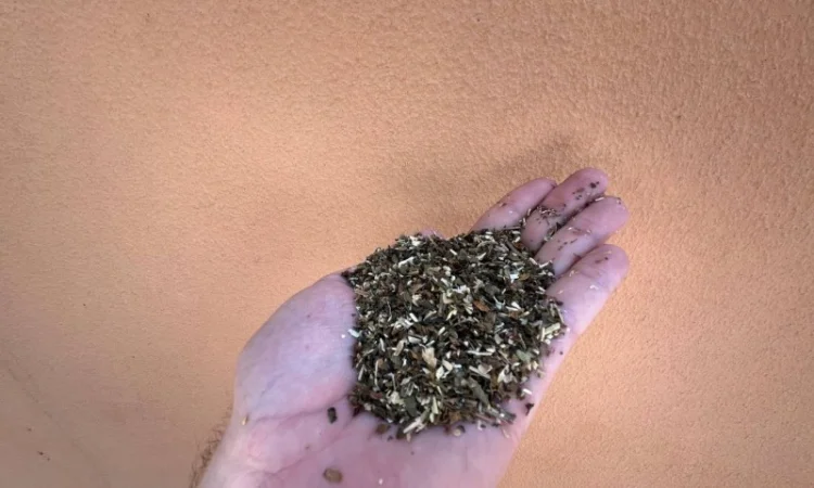 Махорка - натуральный домашний табак - фото № 1