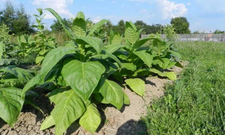 Махорка с любовью к природе - фото № 1