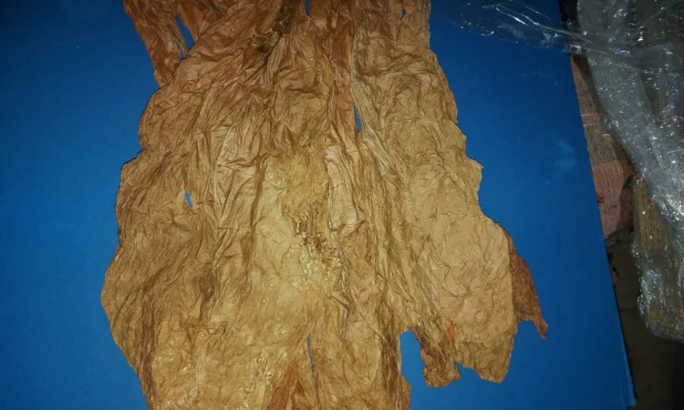 Табак Верджиния и Берли для продажи - фото № 3