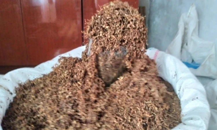 Табак для самокруток, самосад и лапшою, порезка 0.4 мм - фото № 5