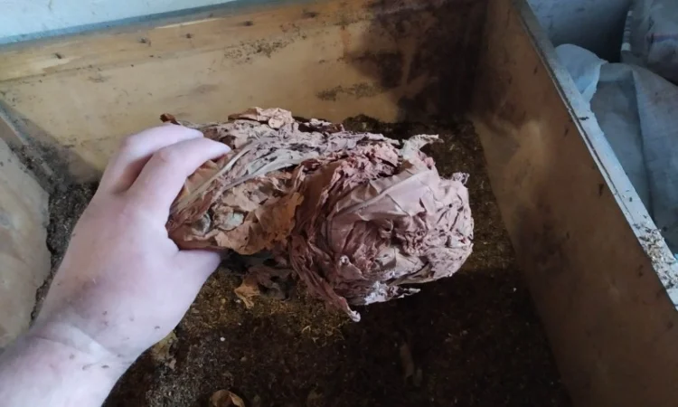 Хороший тютюн Вірджінія та Дюбек – домашній самосад - фото № 3