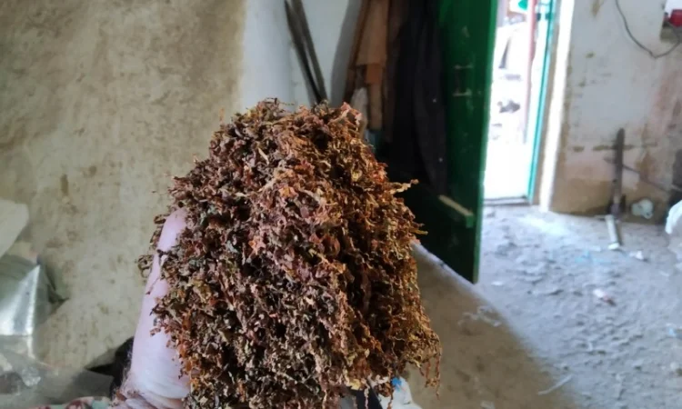 Хороший тютюн Вірджінія та Дюбек – домашній самосад - фото № 4