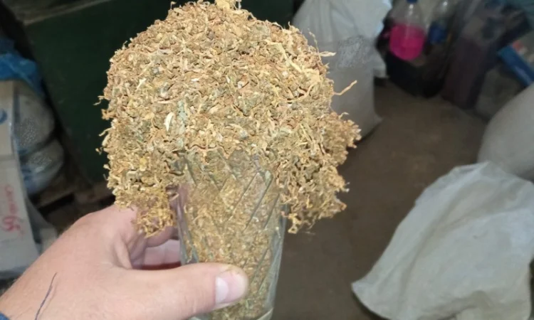 Самосад и табак берли Вирджиния Махорка - фото № 2