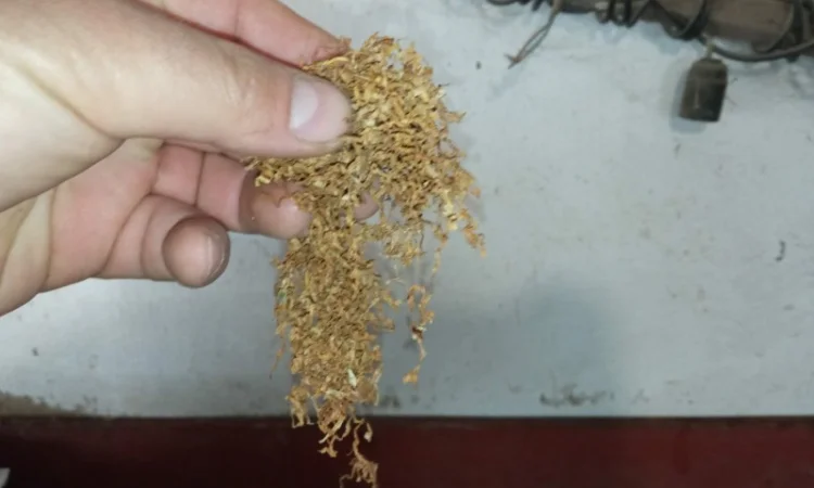 Самосад и табак берлі на продажу - фото № 3