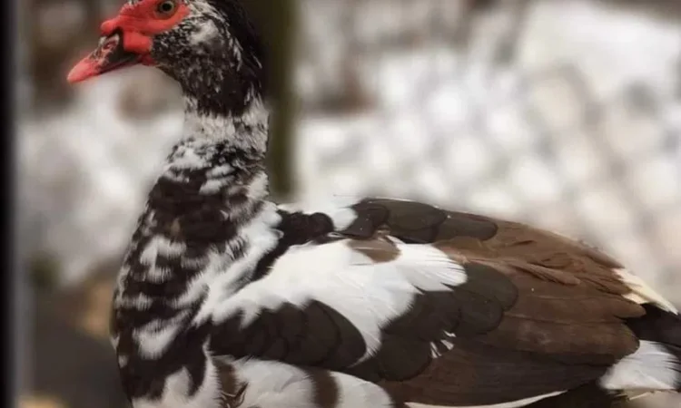 Пропонуються індокачки минулого року та туші - фото № 1