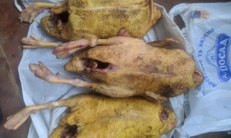 Пропонується м'ясо індокачки (чудовий смак) - фото № 1