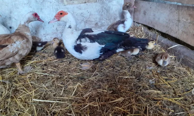 Тушки индоутки (Мускусная утка) от 1.5 до 3.0 кг - фото № 1