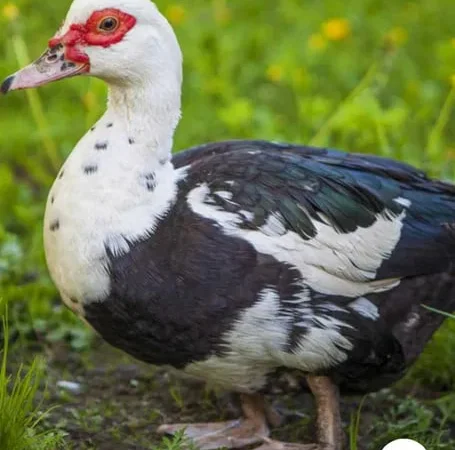 Продаются тушки индоутки - фото № 1