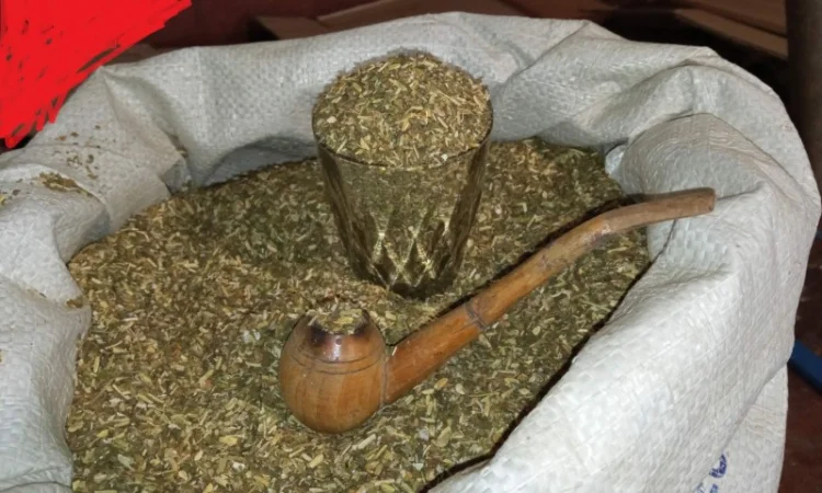 Самосад и табак Вирджиния домашнего производства - фото № 1