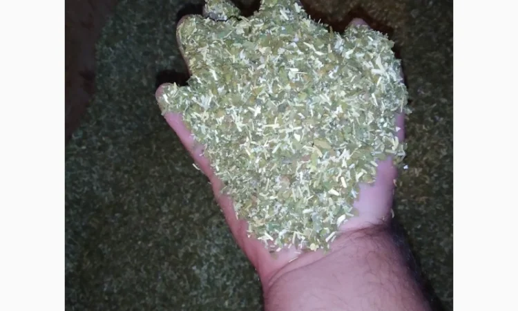 Свежий мягкий табак Махорка домашний Самосад - фото № 1