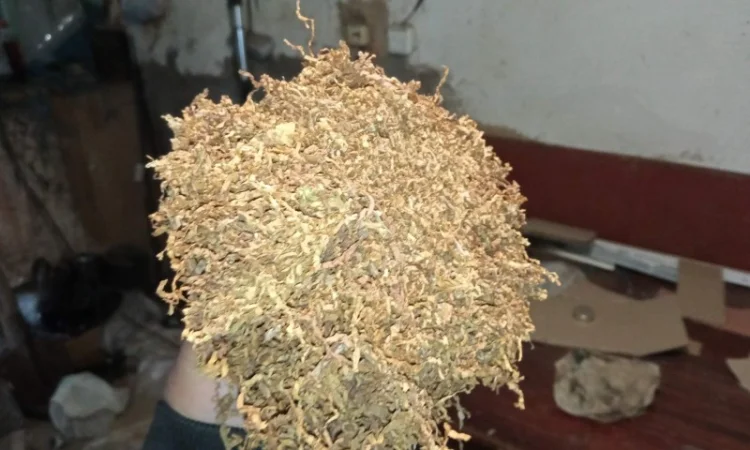 Продается украинский табак. Махорка и натуральный тютюн - фото № 4