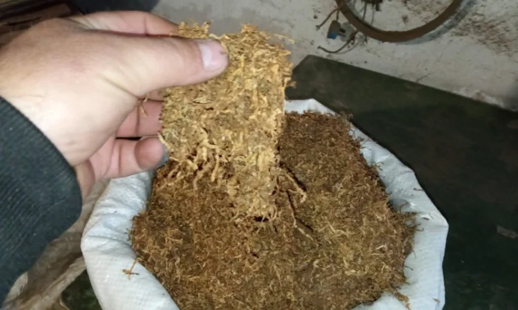 Домашній самосад та табак для нарізки лапшою - фото № 4