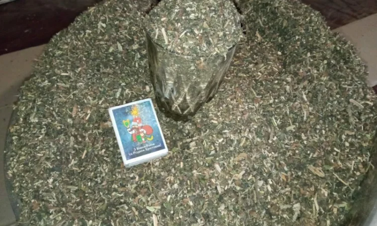 Табак самосад домашний – качественная махорка - фото № 3