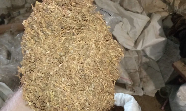 Табак самосад домашний – качественная махорка - фото № 4