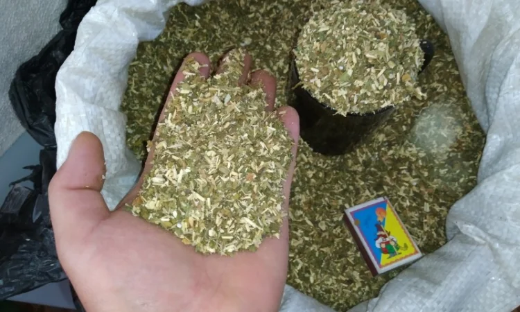 Продается качественный табак: самосад и махорка - фото № 2