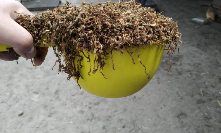 Продается качественный табак: самосад и махорка - фото № 4