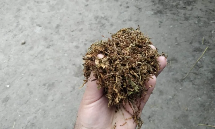 Продается качественный табак: самосад и махорка - фото № 5