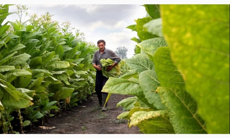 Табак домашній Вірджінія, без хімії, не вонючий - фото № 1