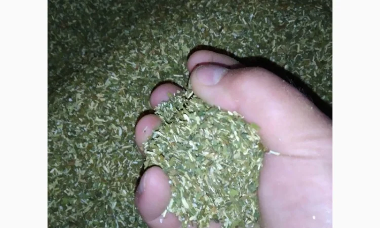 Свежий домашний табак Самосад – отличный выбор для любителей - фото № 2