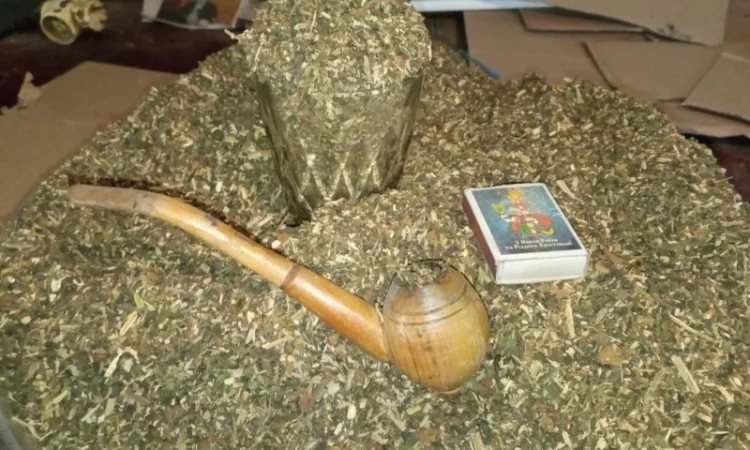 Табак домашній – самосад, міцний та ароматний - фото № 3