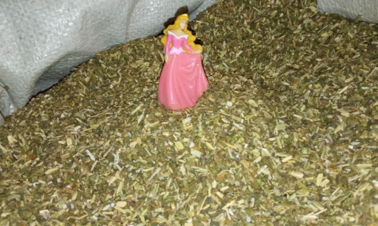 Табак Вирджиния домашний – свежий самосад без мусора - фото № 3